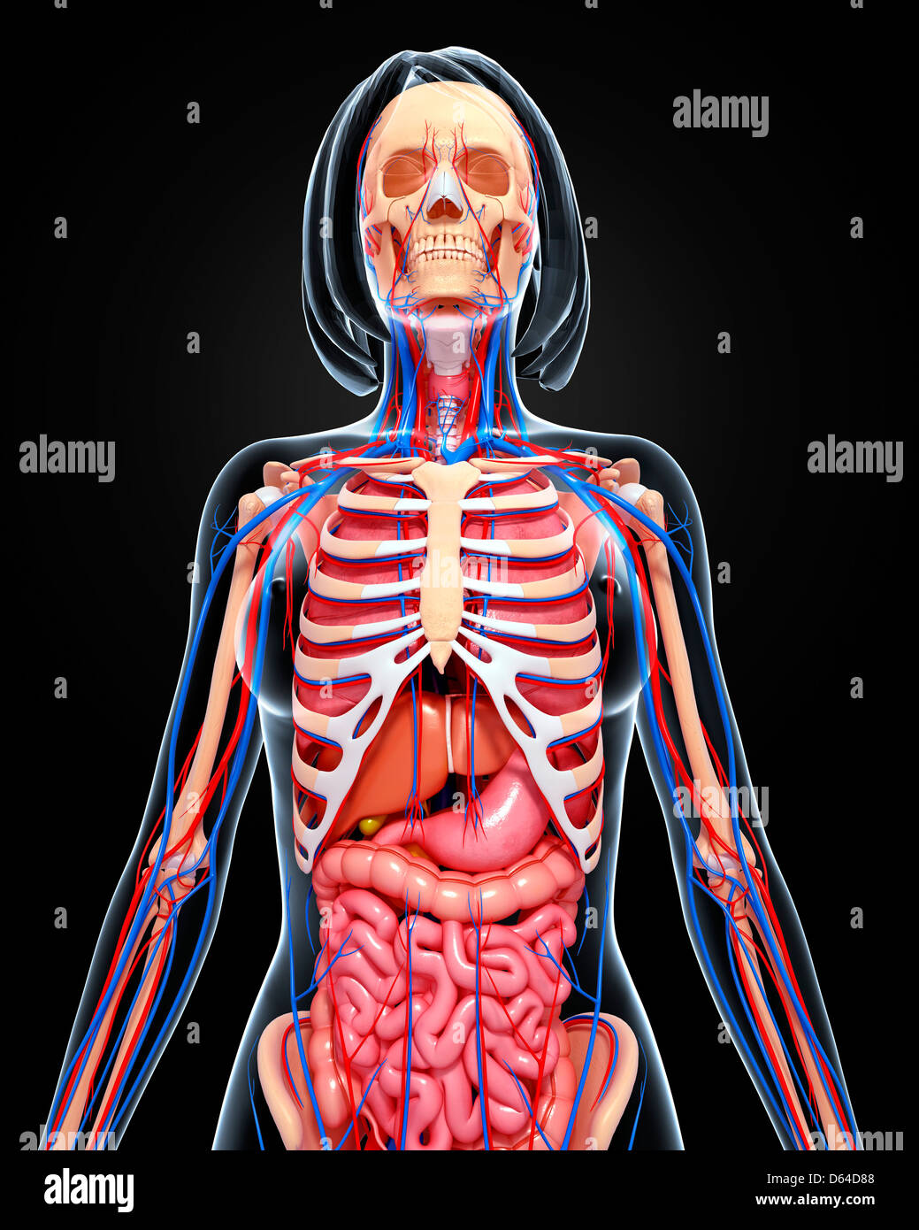 Blood supply of female pelvis hires stock photography and images Alamy