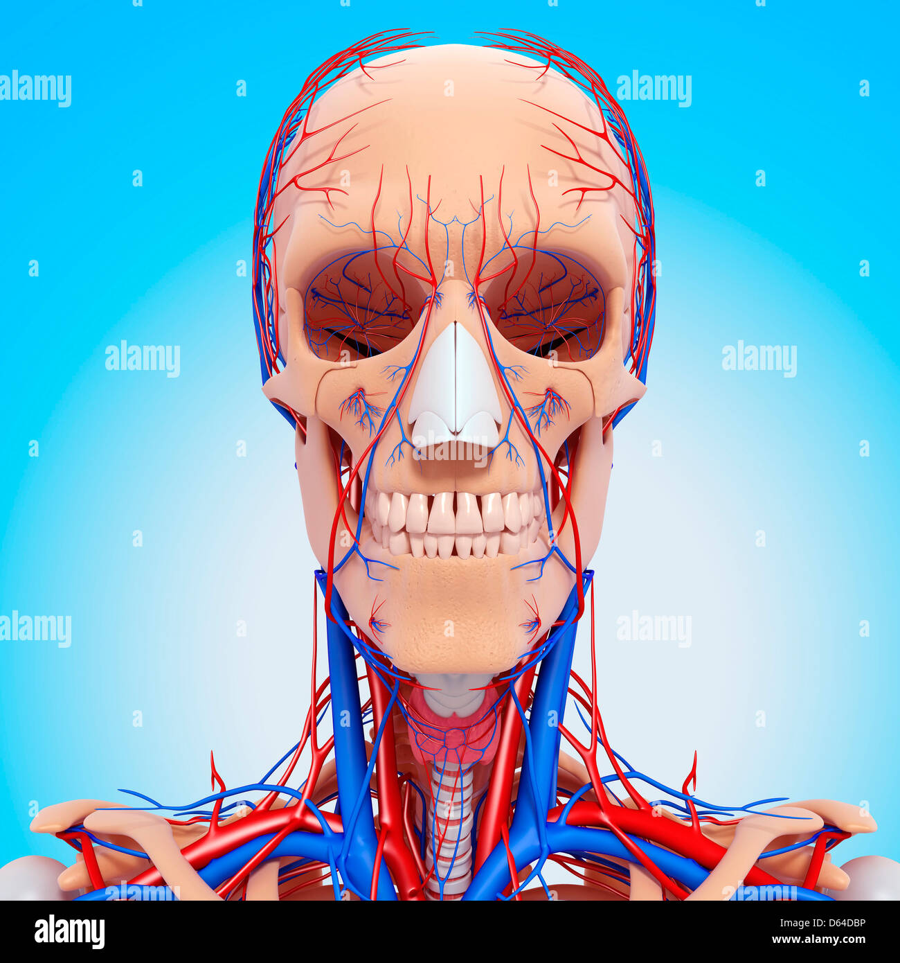 Head anatomy, artwork Stock Photo Alamy