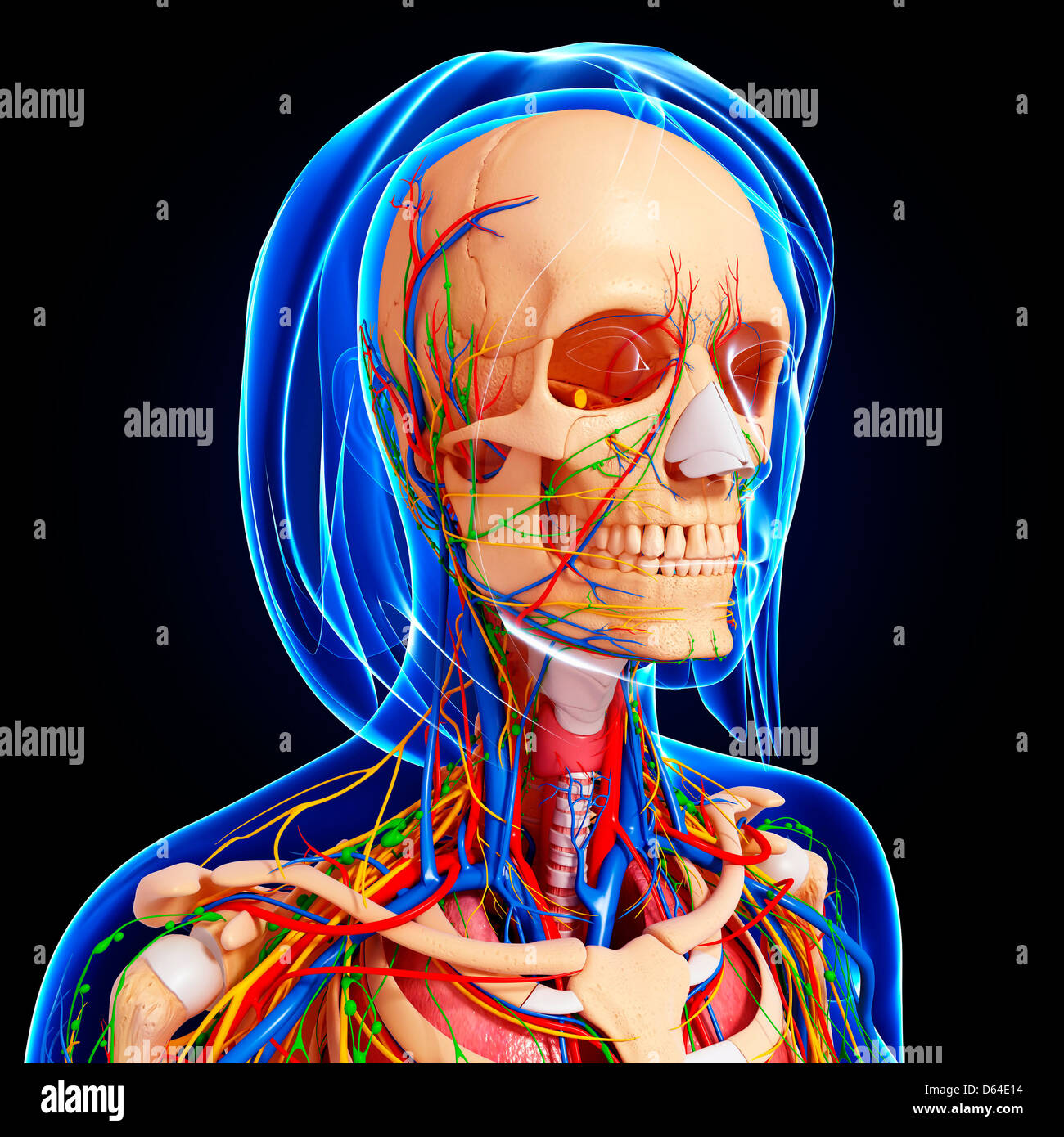 Upper body anatomy, artwork Stock Photo Alamy