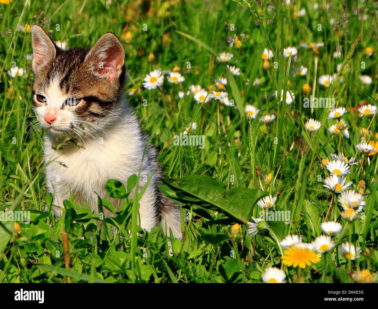 Kitten-in-Gras  35064 Stock Photo