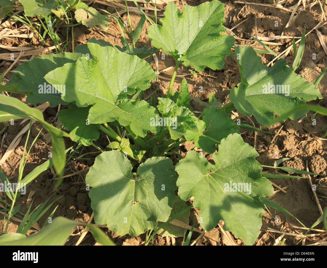 This image shows a pumpkin plant with its haulm and green leaves. The ...
