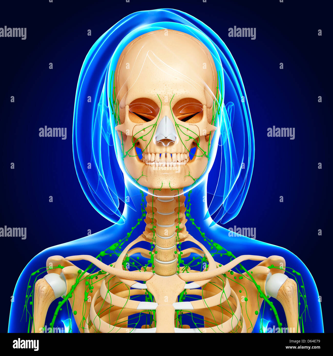 Upper Body Anatomy Artwork Stock Photo Alamy