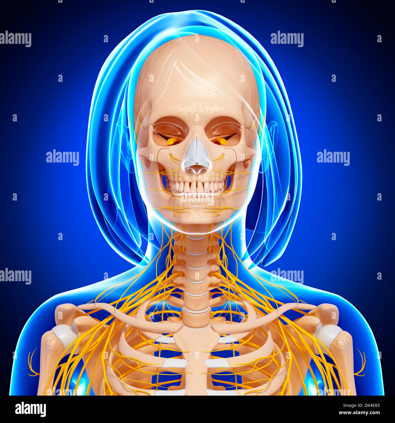 Upper Body Anatomy Artwork Stock Image F0060736 Scien vrogue.co