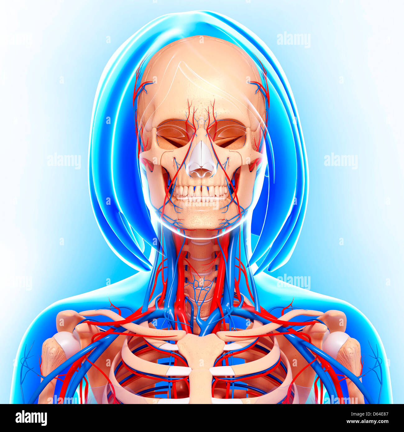 Upper Body Anatomy Artwork Stock Image F0060736 Scien vrogue.co