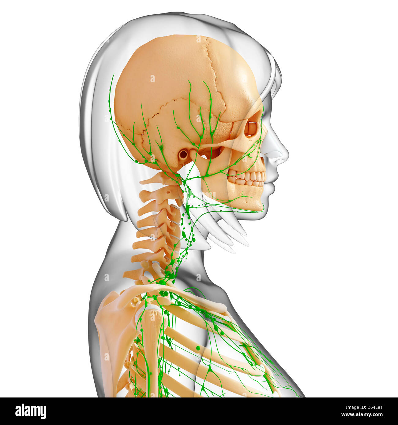 Upper Jaw Bone High Resolution Stock Photography and Images - Alamy