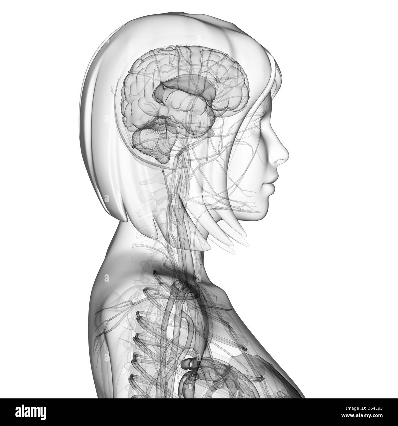 The Human Body Black and White Stock Photos & Images - Alamy