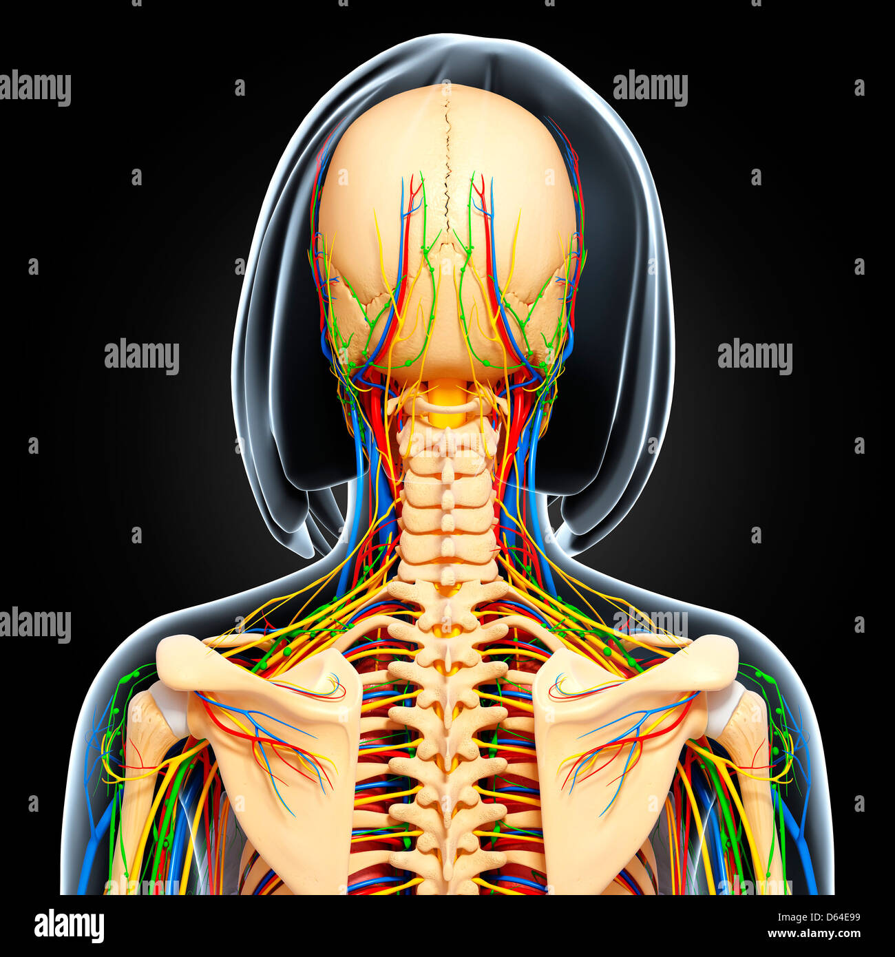 Upper body anatomy, artwork Stock Photo Alamy