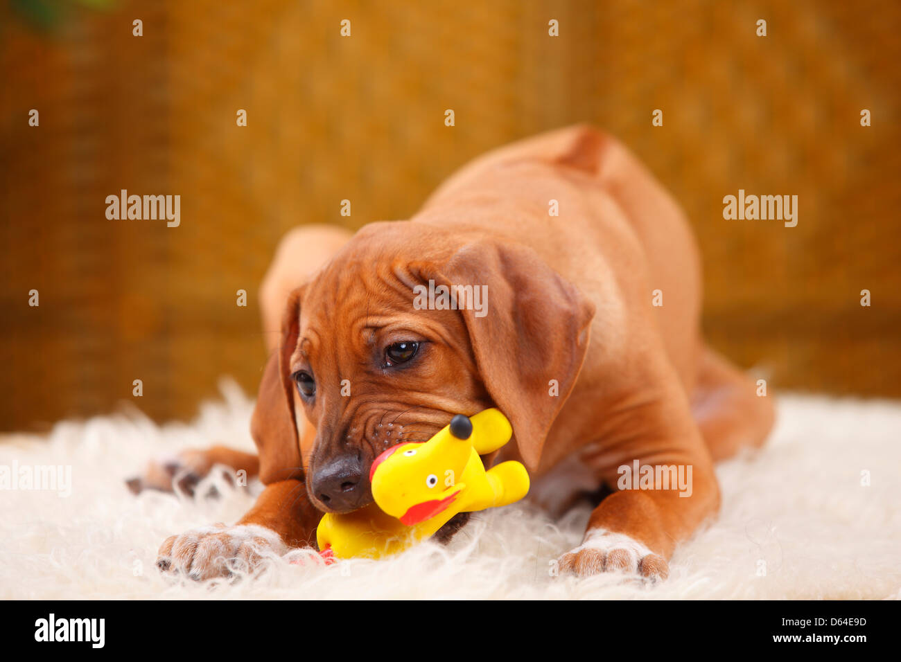 Rhodesian Ridgeback, puppy, 10 weeks / toy Rhodesian Ridgeback, Welpe