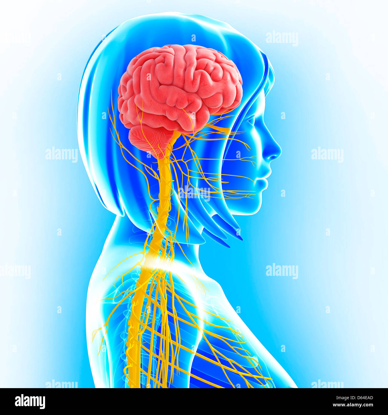 Female nervous system, artwork Stock Photo