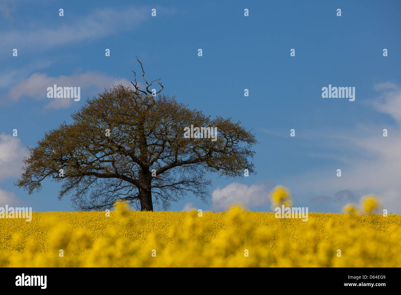 Tree and Oil Rapeseed field Stock Photo
