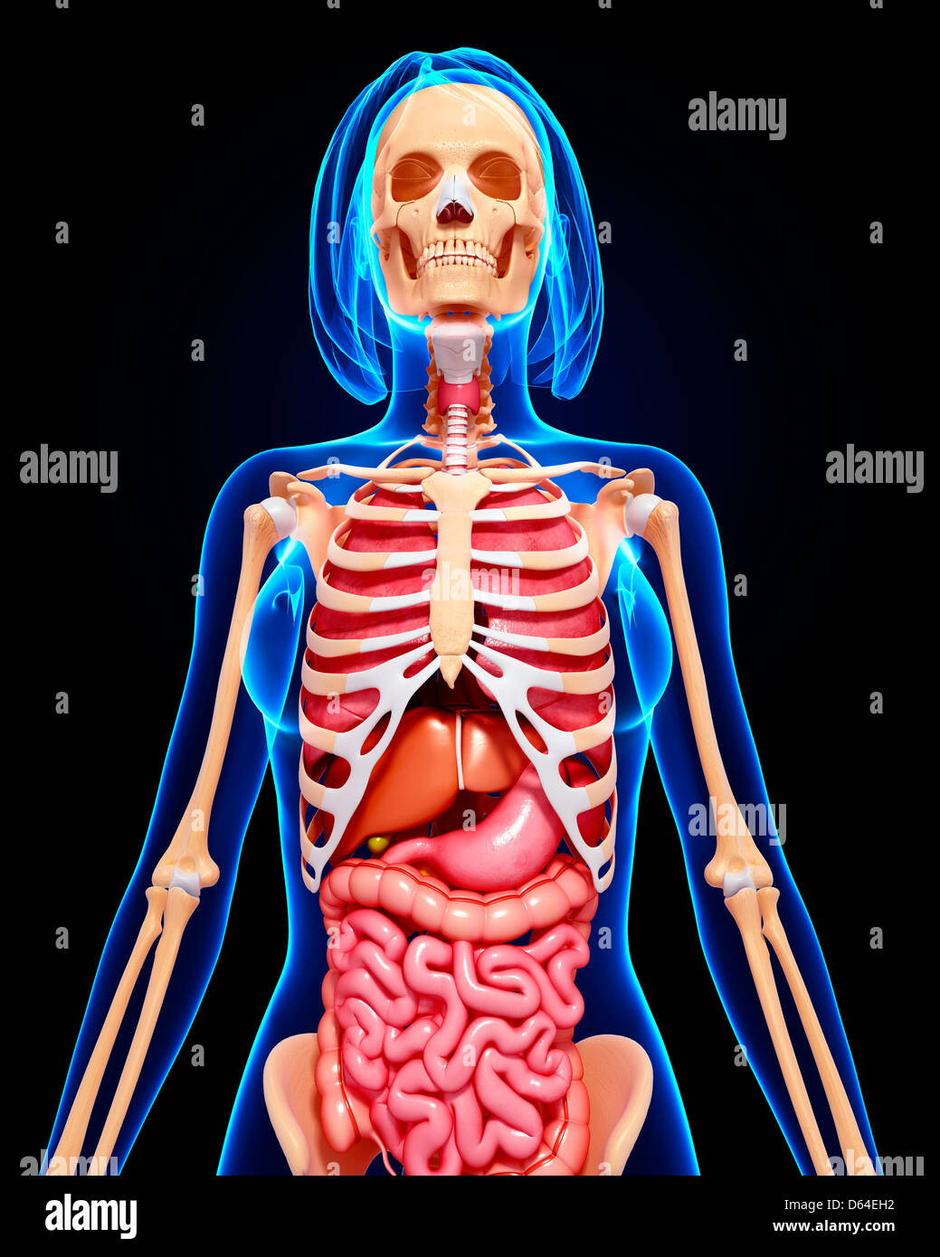 Female anatomy, artwork Stock Photo Alamy