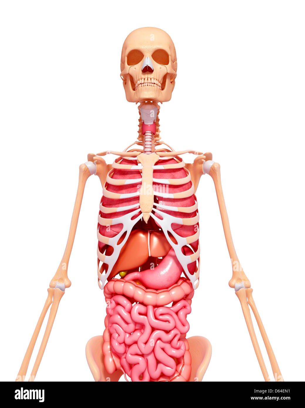 Female anatomy, artwork Stock Photo - Alamy