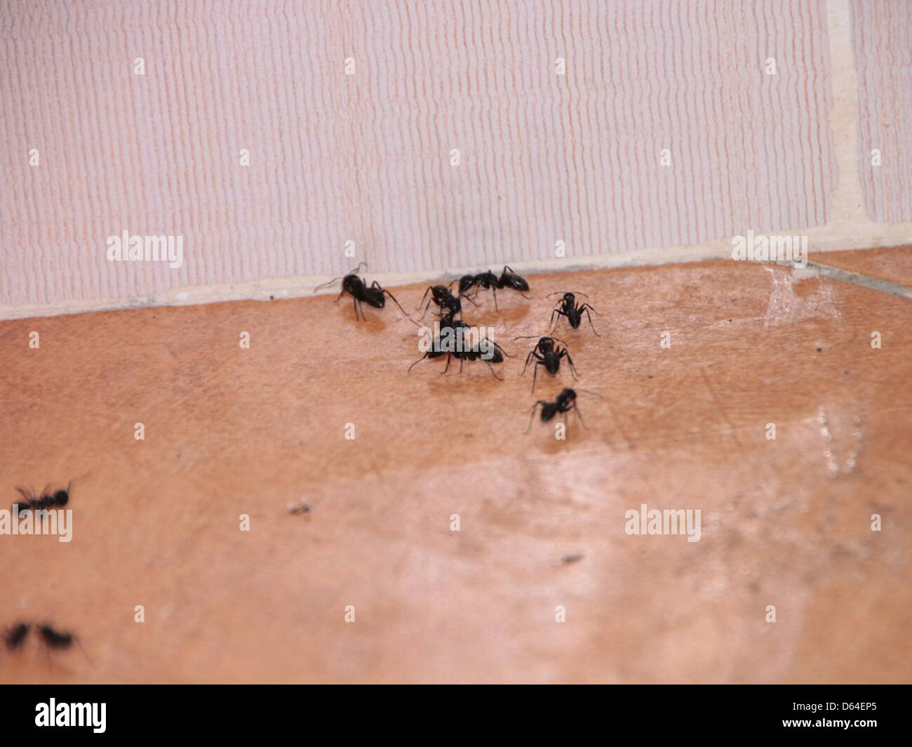 Ant infestation home hi-res stock photography and images - Alamy