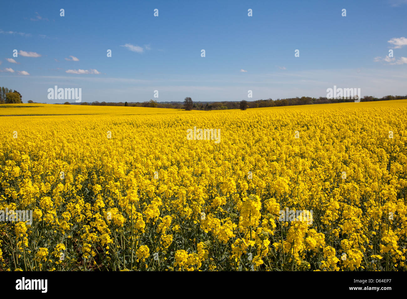 Oil Rapeseed Stock Photo