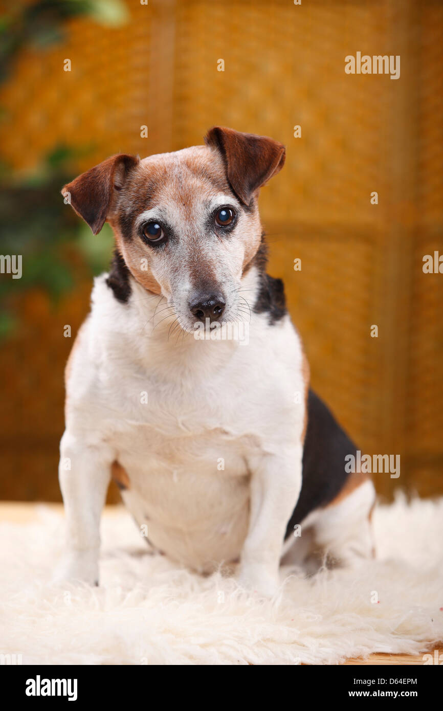 Jack Russell Terrier, bitch, 12 years old |Jack-Russell-Terrier, Huendin,  12 Jahre alt / alter Hund Stock Photo - Alamy