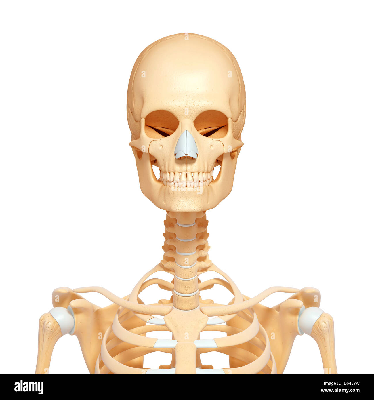 Clavicle bone or collarbone close-up with body 3D rendering illustration  isolated on white with copy space. Human skeleton and shoulder girdle  anatomy, medical diagram, skeletal system concepts. Stock Illustration