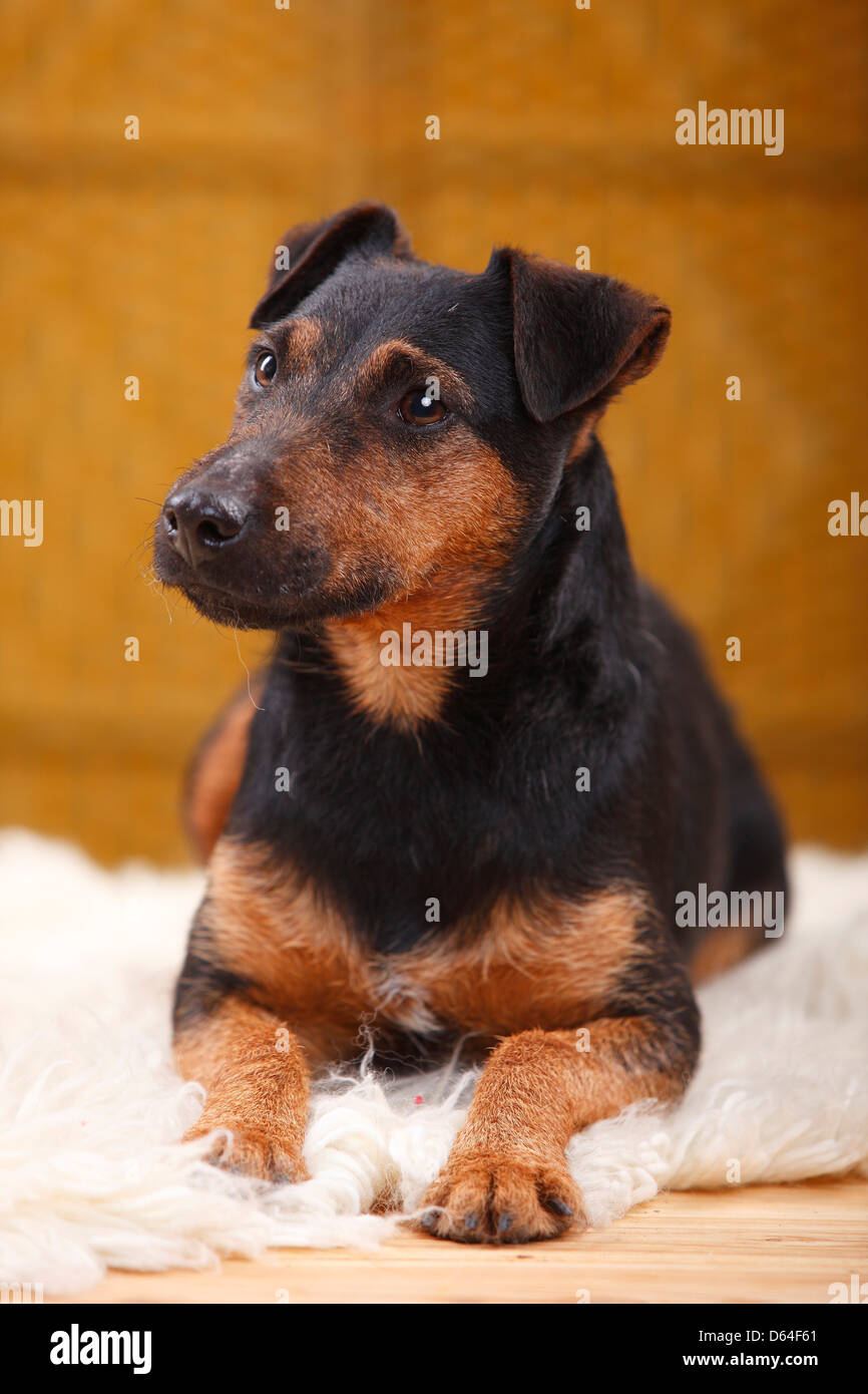 German Hunting Terrier |Deutscher Jagdterrier Stock Photo