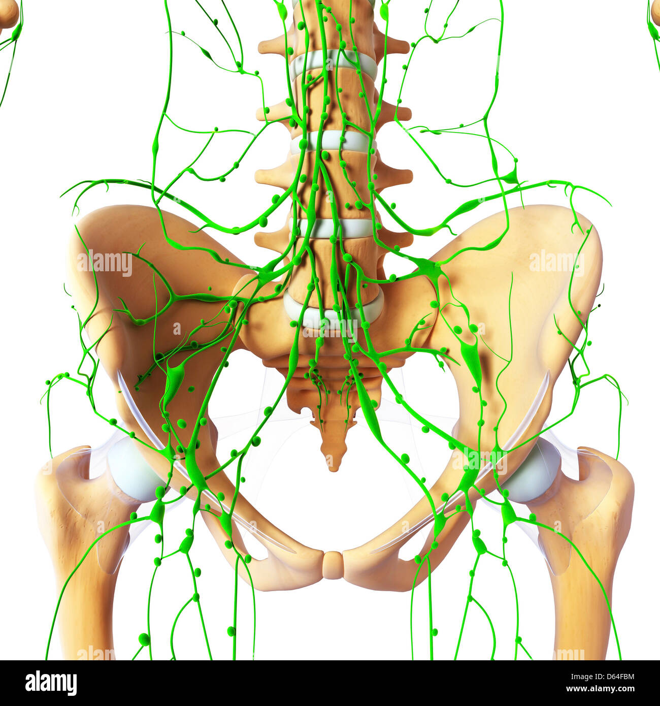 2,939 Woman Girdle Images, Stock Photos, 3D objects, & Vectors