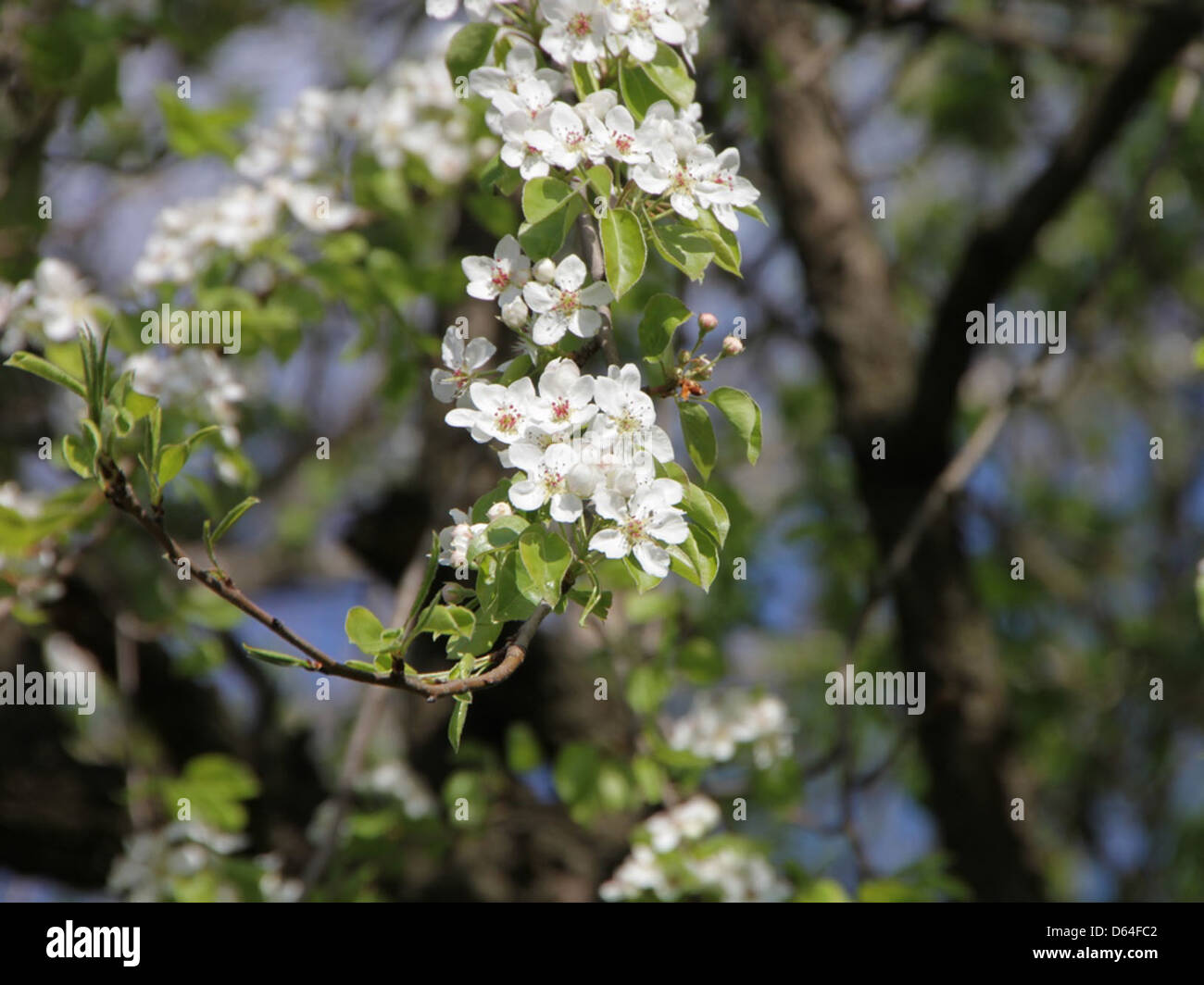 Pear-Flower-Blossom Spring  73809 Stock Photo