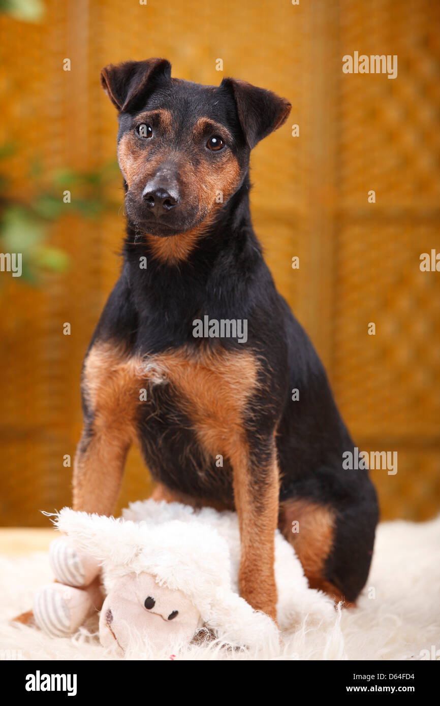 German Hunting Terrier / cuddly toy |Deutscher Jagdterrier / Kuscheltier, Spielzeug Stock Photo