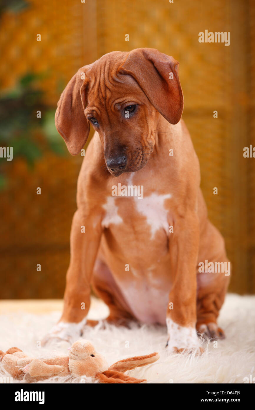 Rhodesian Ridgeback, puppy, 10 weeks / cuddly toy Rhodesian Ridgeback
