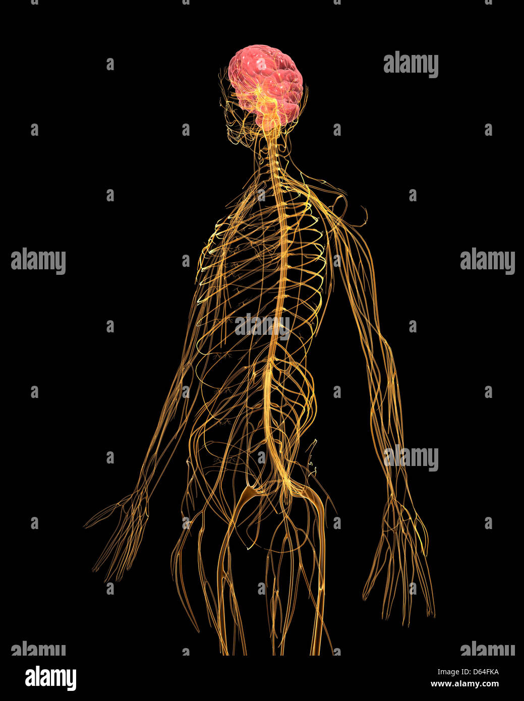 Human nervous system, artwork Stock Photo