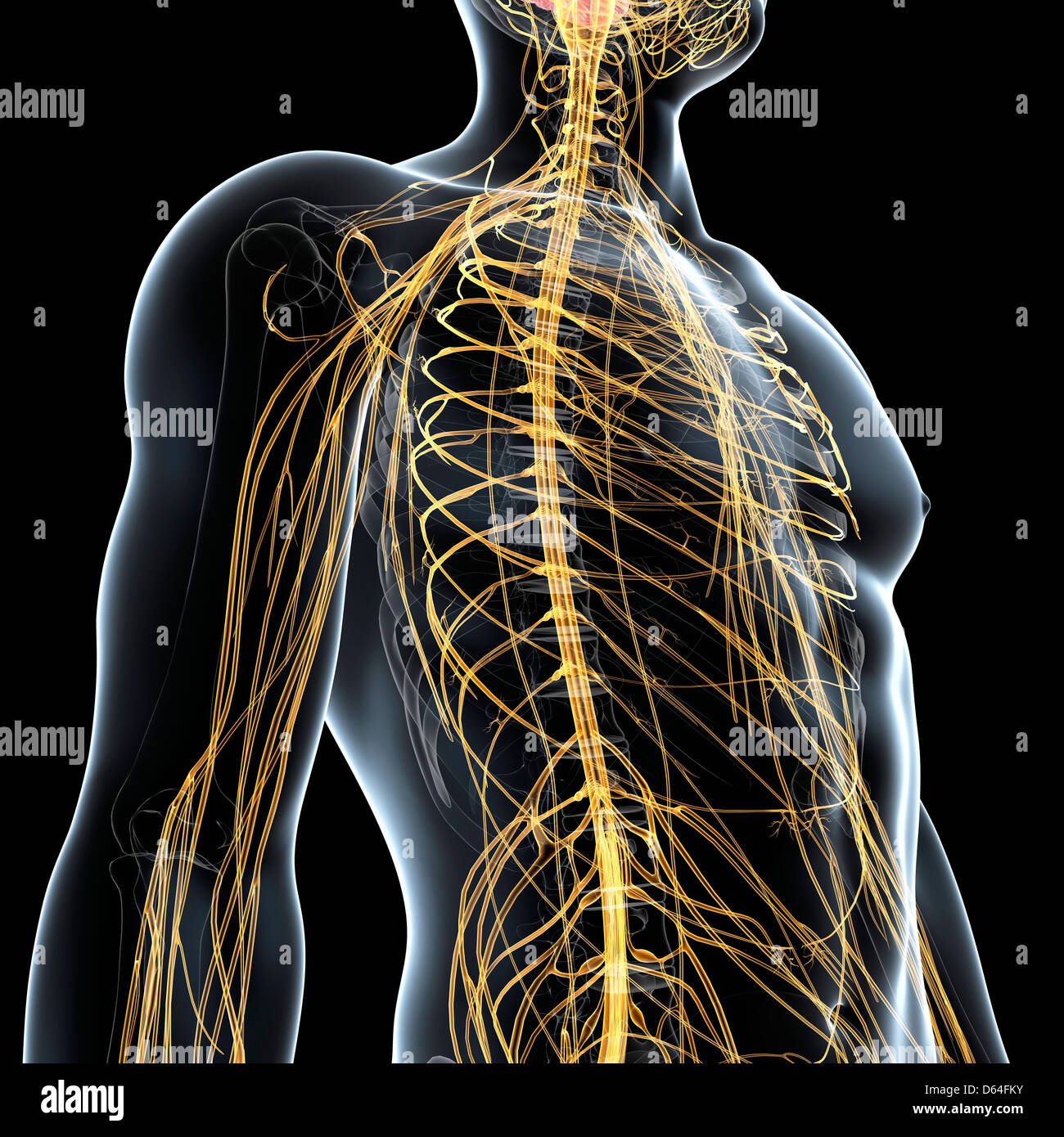 Male nervous system, artwork Stock Photo