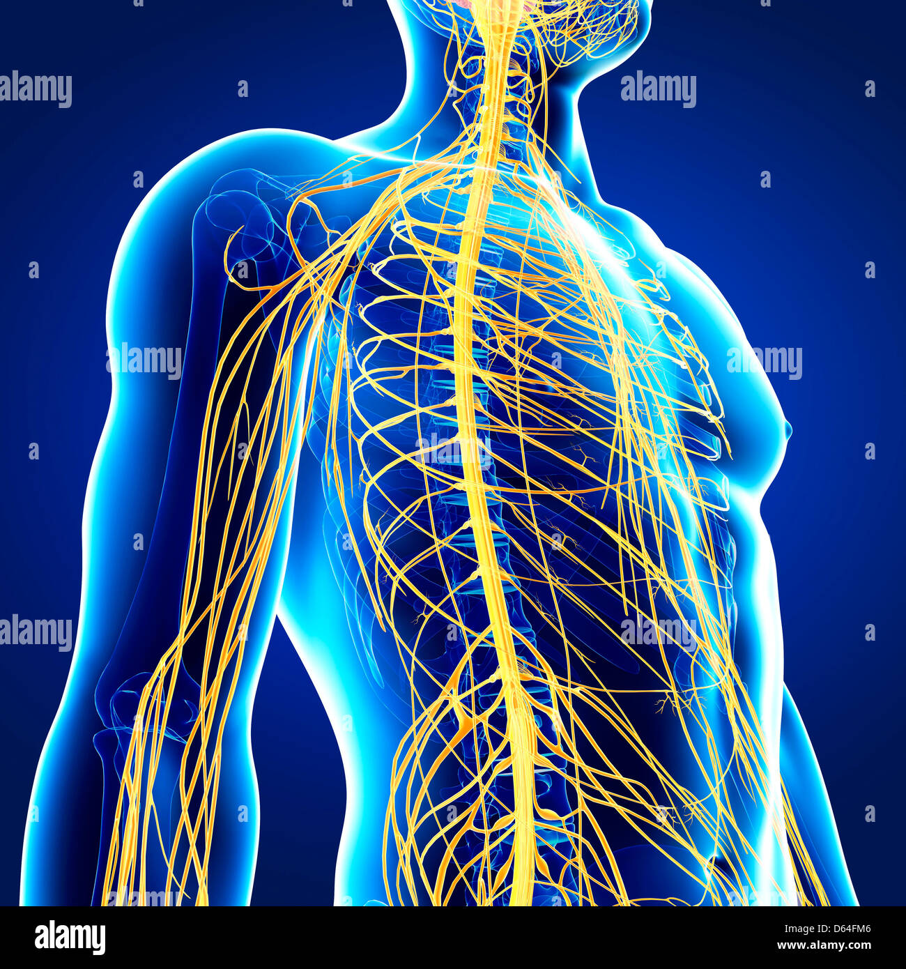 Male nervous system, artwork Stock Photo