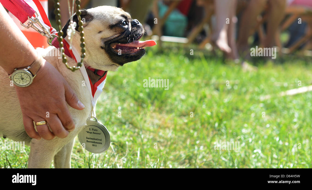 A pug dog takes part in the pug dog race in Hanover, Germany, 27 May 2012. The race features a small parcours for slalom, jumps and a bridge. Keeper and dog have to go through the parcours together. Photo: Julian Stratenschulte Stock Photo