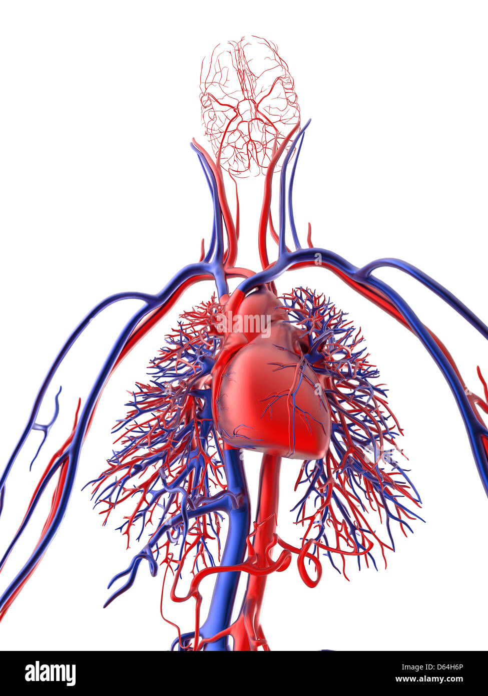 Cardiovascular system, artwork Stock Photo