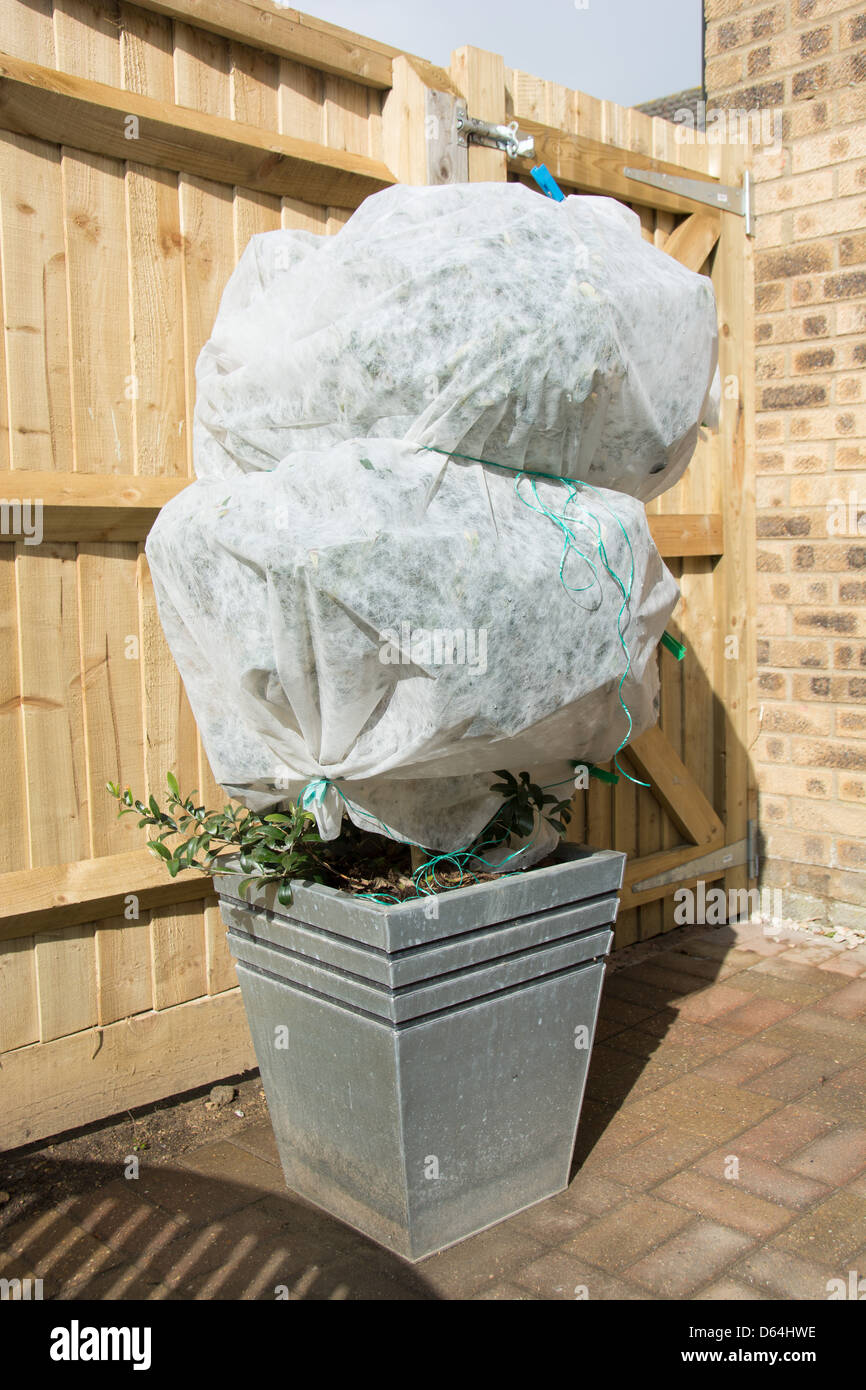 A potted olive tree wrapped in horticultural fleece to protect against  winter frost. UK, 2013 Stock Photo - Alamy