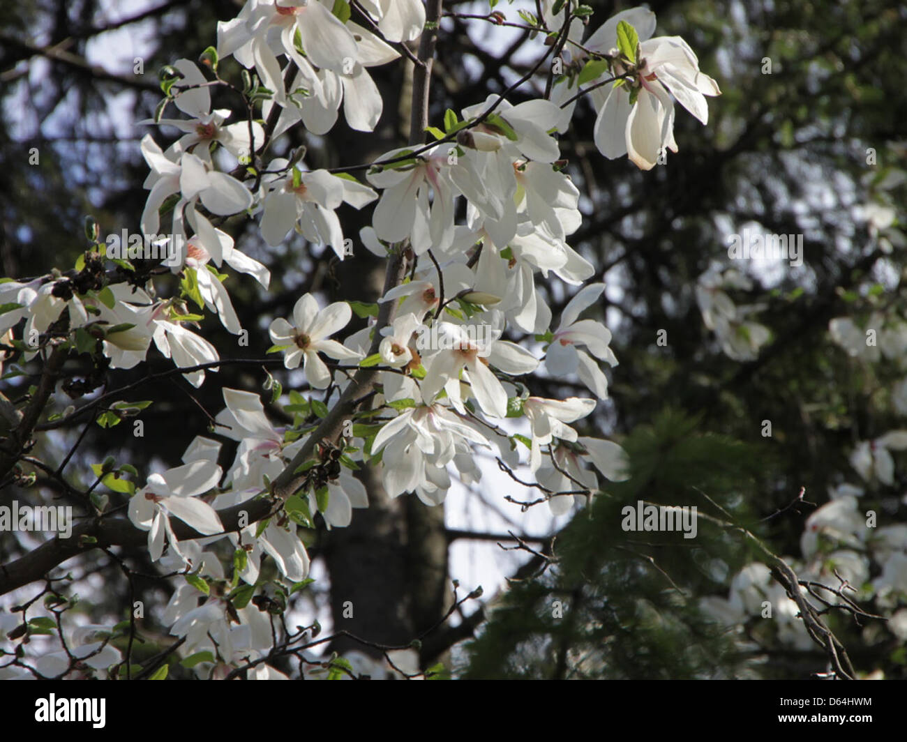 Magnolia Tree Structure Showcasing large blooms hi-res stock photography and images - Alamy