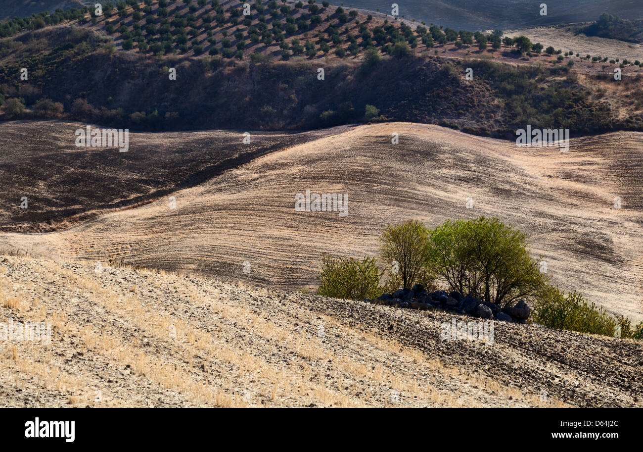 typicsl Andalucian landscape Stock Photo