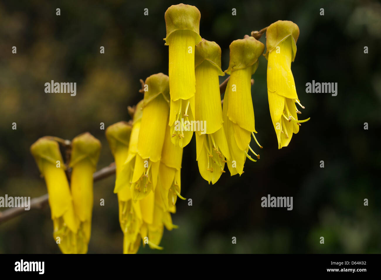 Flowers of Kowhai genus sophora the national flower of New Zealand