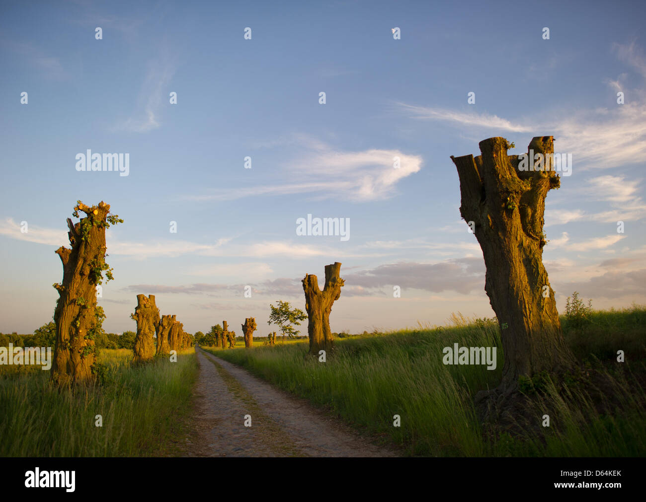 3 meters high stumps of old Linden trees line a cobbled path near ...
