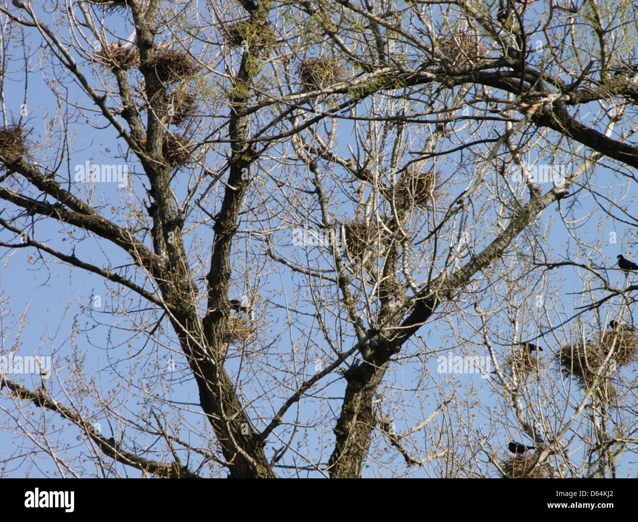 Crows-Nests-in-Trees  97683 Stock Photo