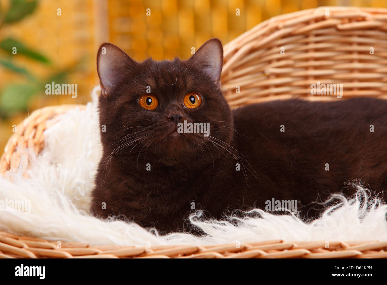 British Shorthair Cat, chocolate |Britisch Kurzhaar, chocolate / BKH, schoko Stock Photo