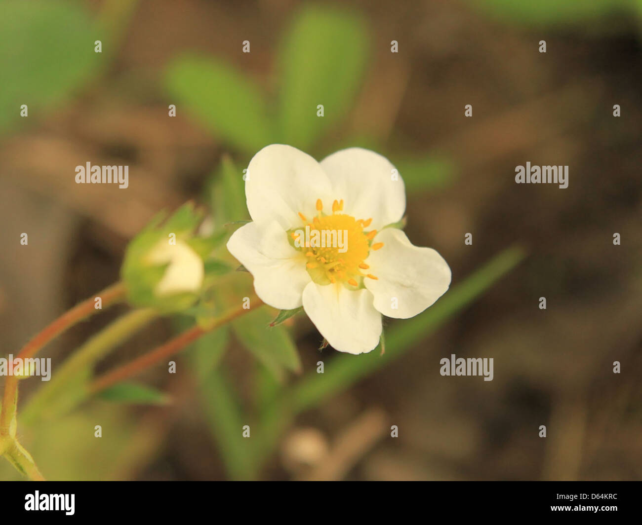 This image shows a close-up view of a strawberry flower, capturing the ...