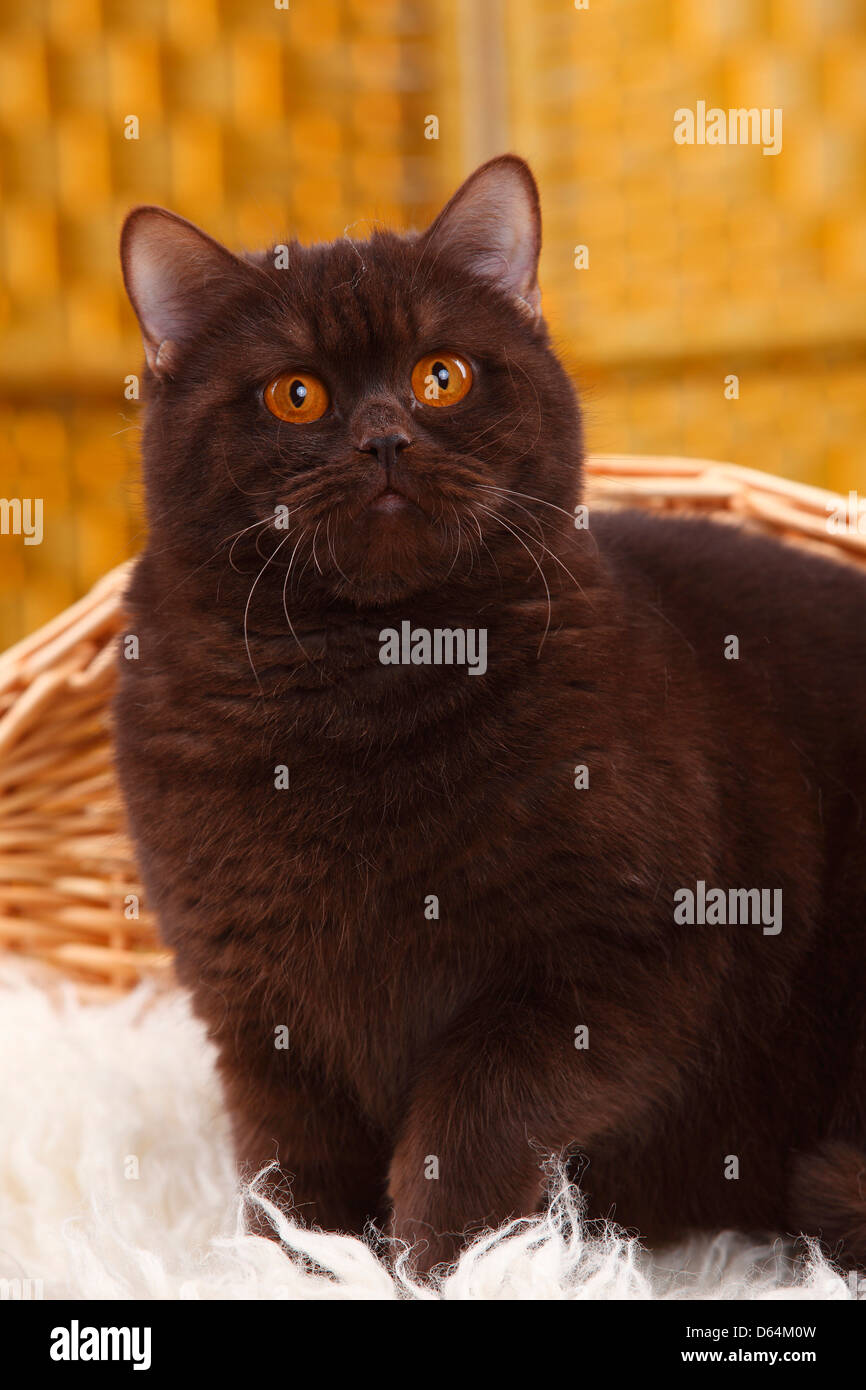 British Shorthair Cat, chocolate |Britisch Kurzhaar, chocolate / BKH, schoko Stock Photo