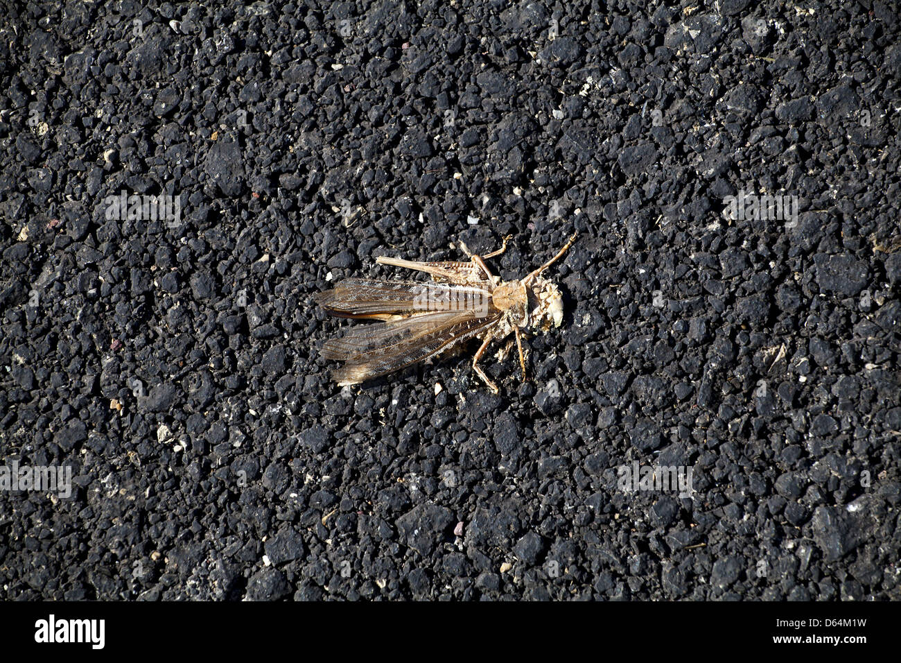 downtrodden smashed on the road grasshopper Stock Photo - Alamy