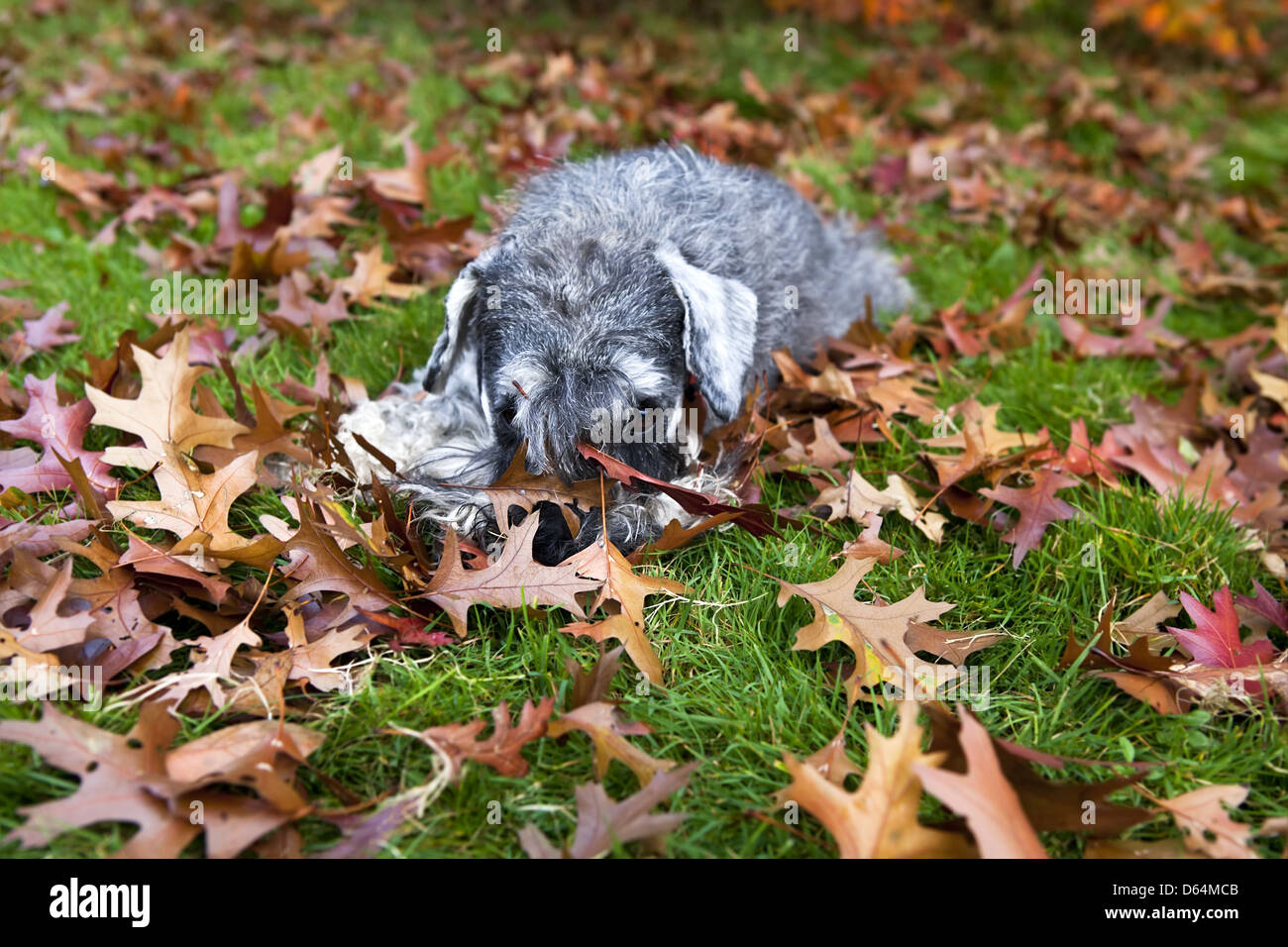 cute dog in the grass Stock Photo - Alamy