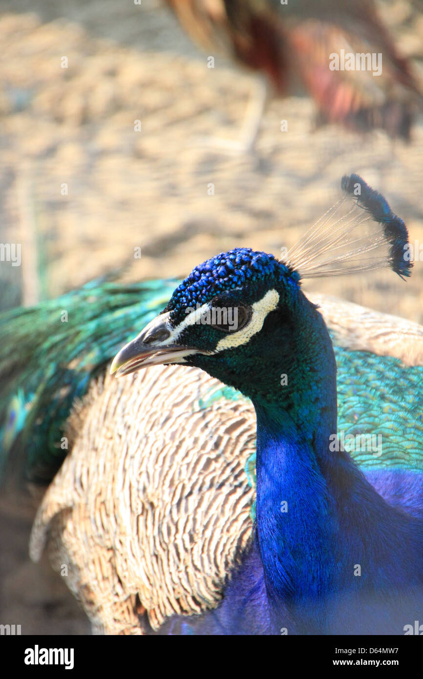 Peacock-in-a-Cage Birds  15904 Stock Photo