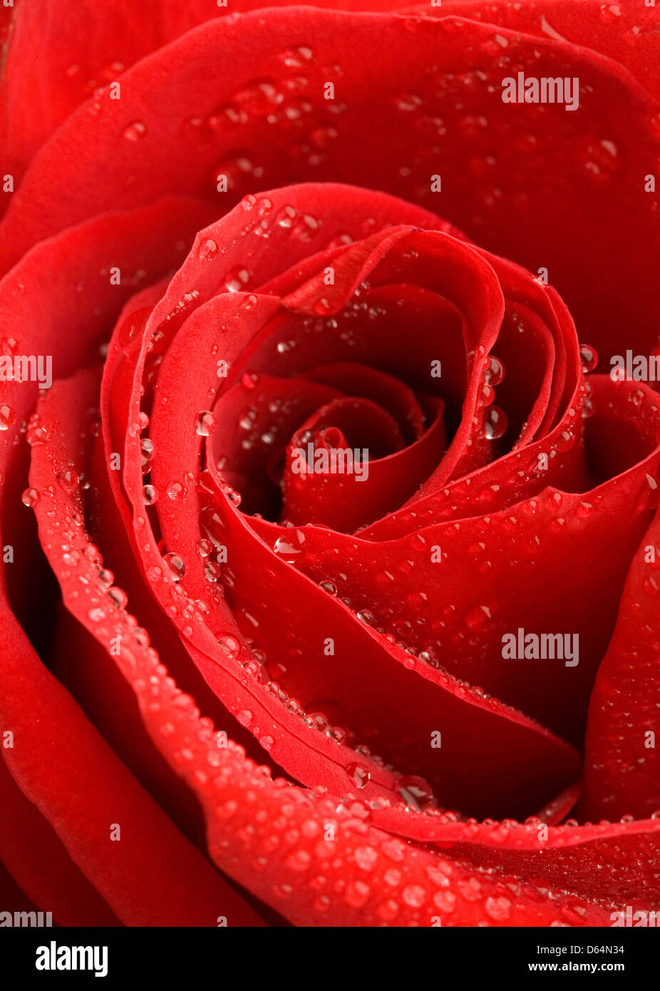 Rose with drops of water Stock Photo