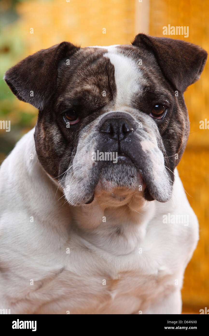 Mixed Breed Dog (English x French Bulldog Stock Photo - Alamy