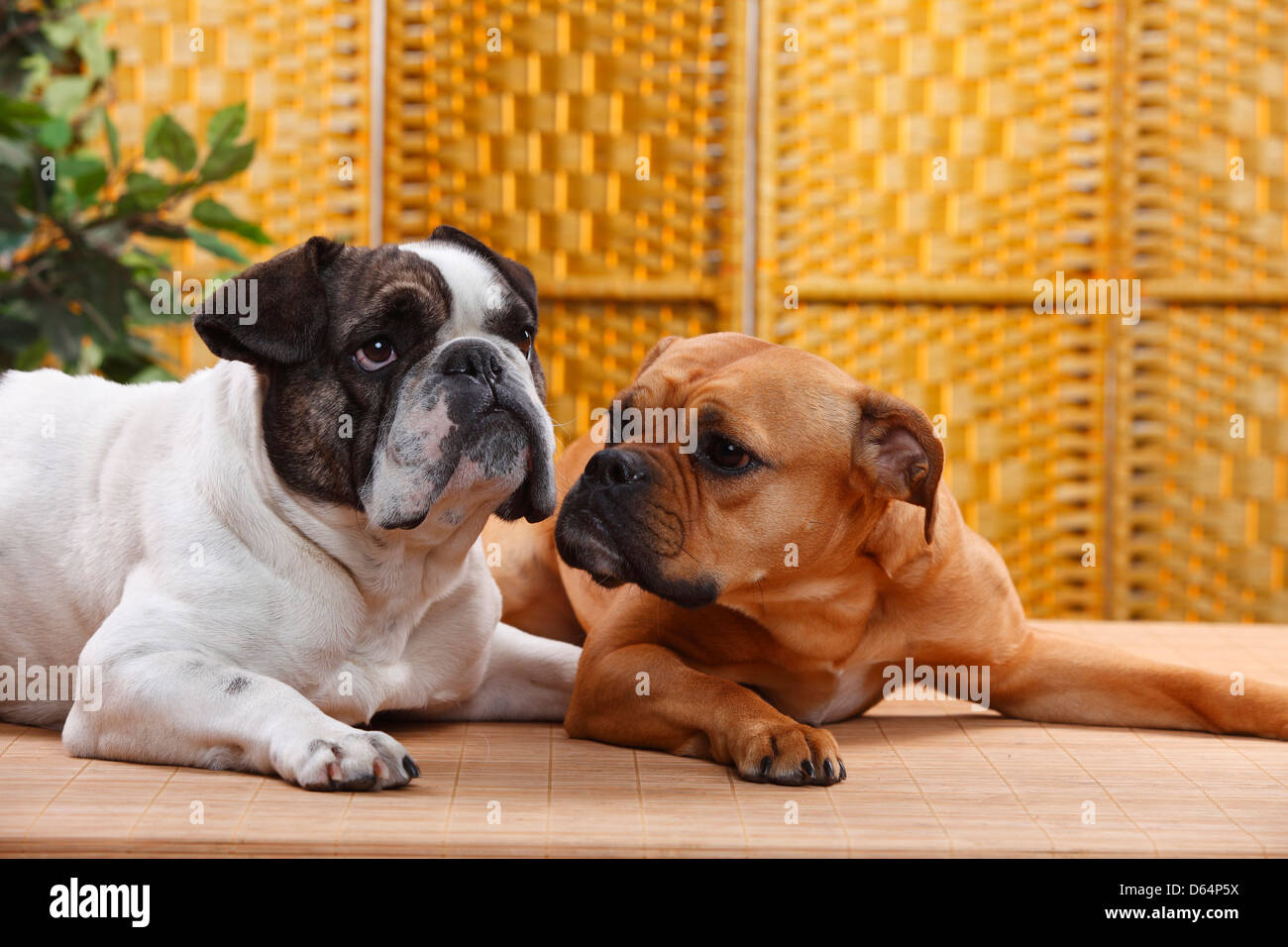 Olde English Bulldog bitch and Mixed Breed Dog English x French