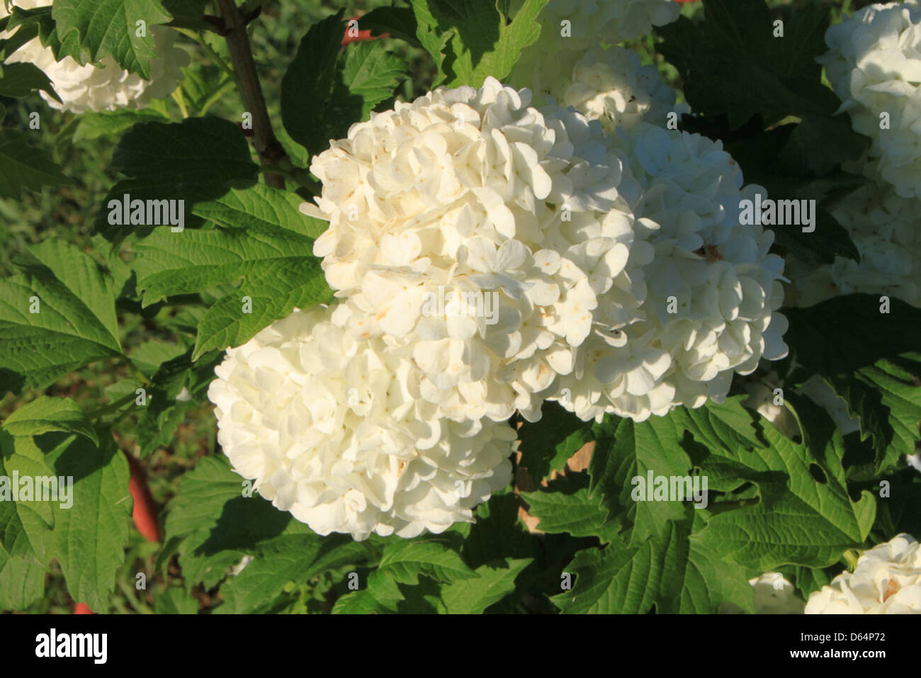 Red Snowball The Snowball Bush, scientifically known as Viburnum Opulus, is in full ...