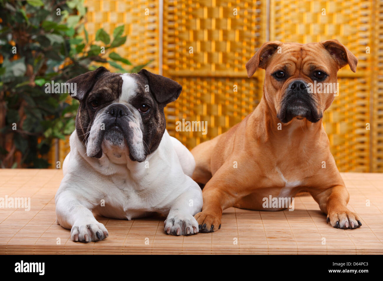 Olde English Bulldog, bitch, and Mixed Breed Dog (English x French Bulldog  Stock Photo - Alamy