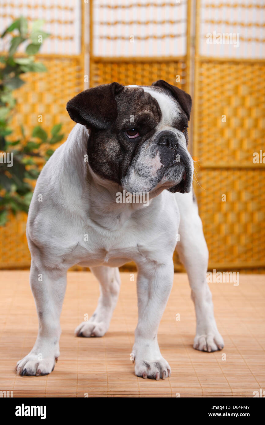 Mixed Breed Dog (English x French Bulldog Stock Photo - Alamy