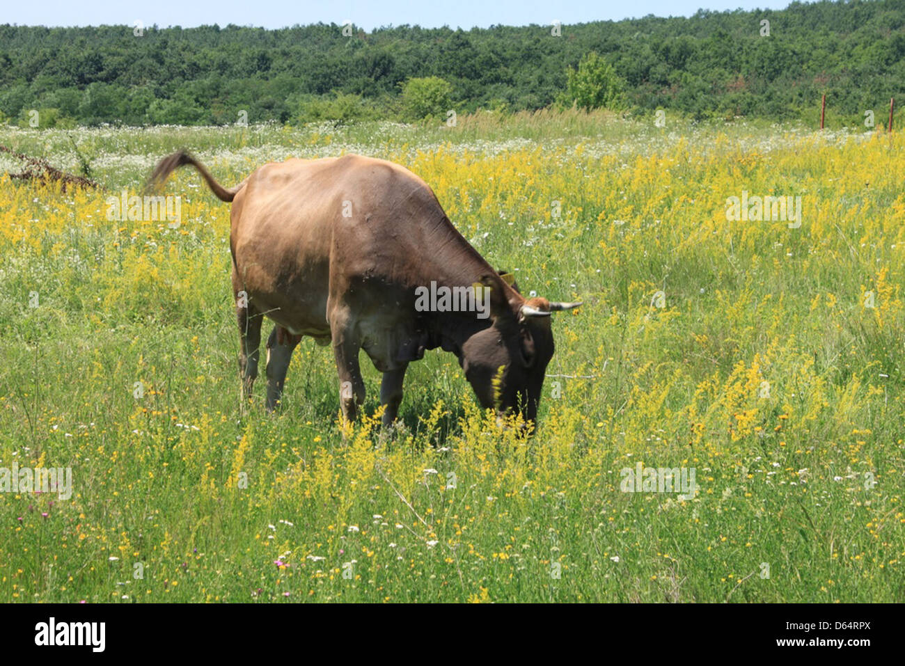 Serene scene captures cow hi-res stock photography and images - Alamy