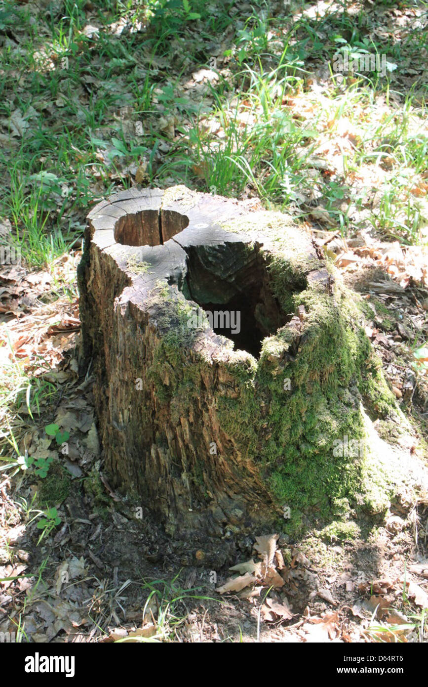 Holes in tree roots in a forest hi-res stock photography and images - Alamy